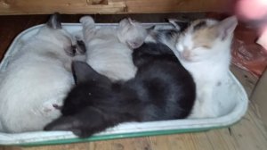 Где спят котята