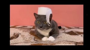 Реакция на Kotiynet