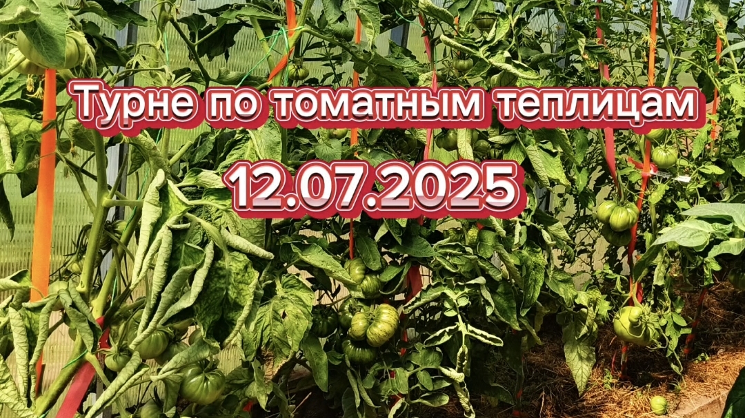 Прогулка по томатным теплицам