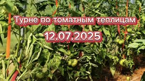 Прогулка по томатным теплицам