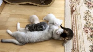 Котятам кошки Кайли 29 дней.