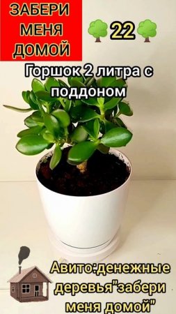 денежное дерево🌳22🌳