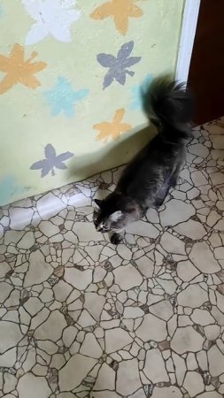 Утро завтрак кошка в овне #лерахаас#доброеутро#кошка#влог