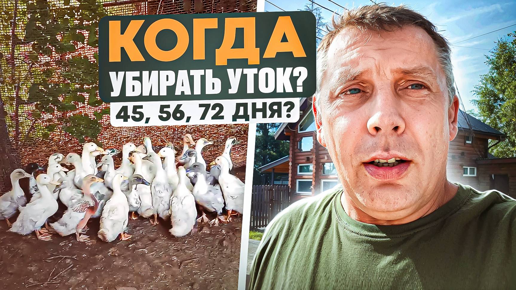 ЭКСКЛЮЗИВ от фермера: идеальное время для забоя уток - 45, 56 или 72 дня? Смотрите! 🦆 #МоеПодворье
