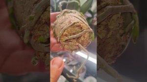 Красивые и здоровые корни приносят не меньше удовольствия чем цветы. Обожаю рассматривать их.