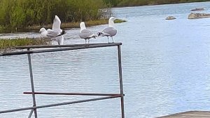 Приозерск. Разлив Вуоксы, чайки