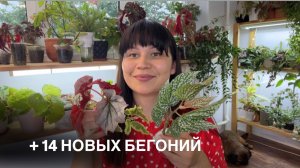НОВЫЕ БЕГОНИИ