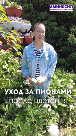🌸 Уход за пионами после цветения 🌸