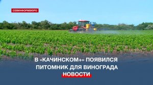 В сельхозпредприятии «Качинский+» благодаря субсидиям появился питомник для винограда
