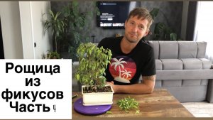 Рощица из Фикусов Часть 4 Обрезка