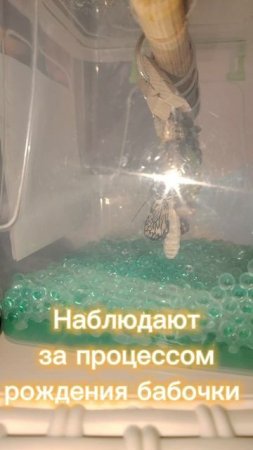 Самые красивые насекомые планеты