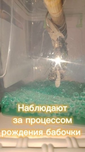 Самые красивые насекомые планеты