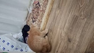 Новый котёнок