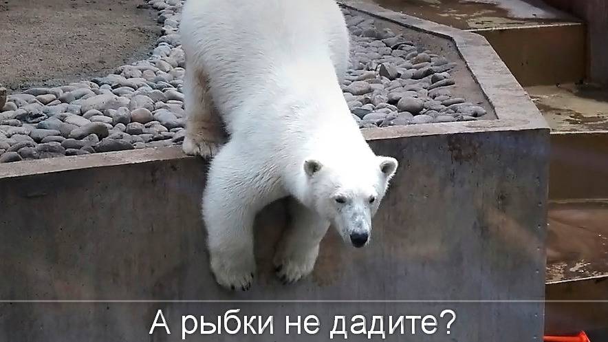 Медвежата Белка и Стрелка после купания поглядывают на посетителей: " А рыбки не дадите?"