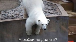 Медвежата Белка и Стрелка после купания поглядывают на посетителей: " А рыбки не дадите?"