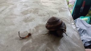 Виноградная улитка  🐌