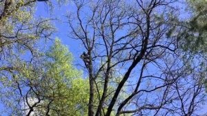 Опрыскивание деревьев от вредителей - LiWood