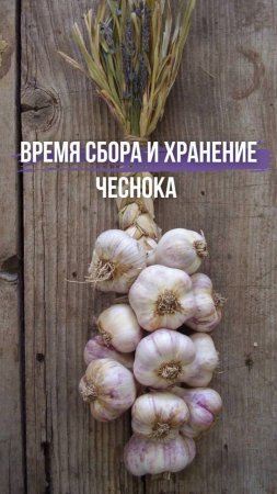 🕰 Время сбора и хранение чеснока 🧄