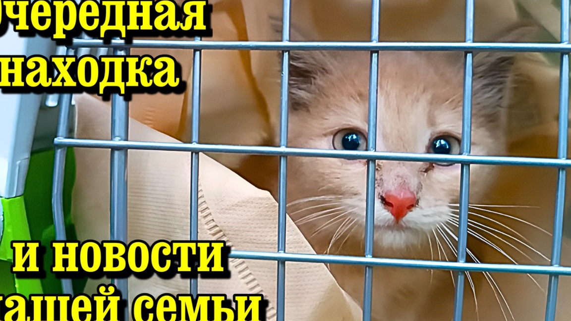Очередная находка и новости нашей семьи.