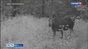Фотоловушка запечатлела вечерние трапезы костромской лосихи