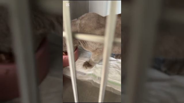 Котик в клинике. Есть улучшение