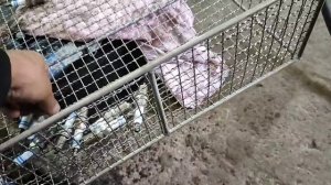 Ультразвуковая ванна для мойки автозапчастей