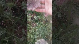 Морковь декоративная " Dara" впечатляет!!!!