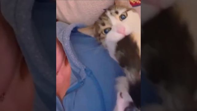 Коты и их особые отношения со своими хвостами