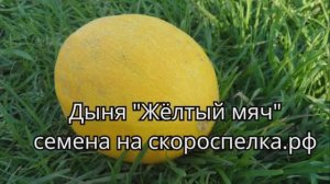 "Жёлтый мяч" сорт скороспелой дыни. Семена этой дыни есть у нас на сайте http://скороспелка.рф/