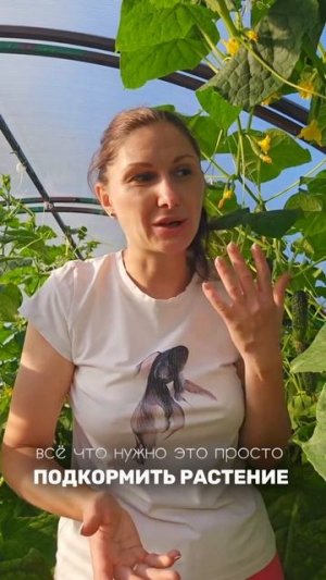 Советы по уходу за огурцами с желтеющими и опадающими завязями