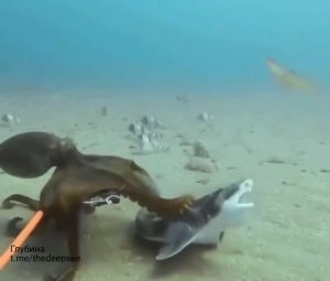Осьминог Macroctopus maorum решил пообедать акулой Cephaloscyllium