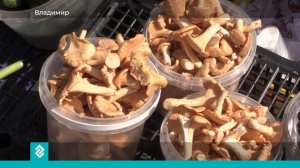 Как отличить съедобный гриб от ядовитого и что делать, чтобы не заблудиться в лесу