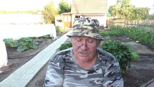 Две собаки