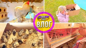 Птичий влог: ЦЫПЛЯТА, петухи, курочки, индюки... даже ЛАСТОЧКИ! Переводим цыплят в брудер!