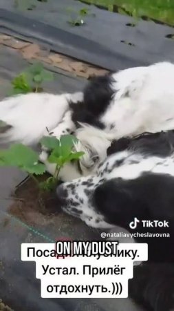 Умка - садовод...)))