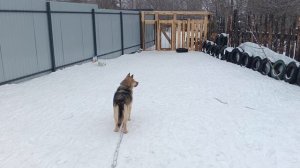 Шурик, Чернушка