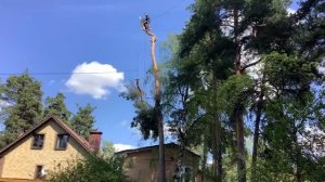 Удаление деревьев на участке по частям - LiWood