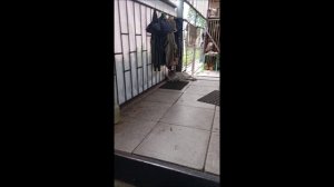 Собака. Кот. Том и коты