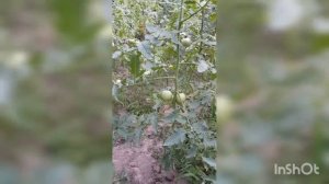 Фурацилин для борьбы с фитофторой на томатах 🍅🍅🍅