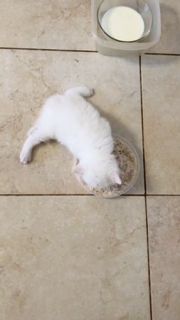 Белый котёночек кушает отварную курочку.