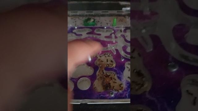 муравьи жнецы часть 2
