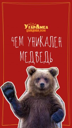 Чем уникален медведь