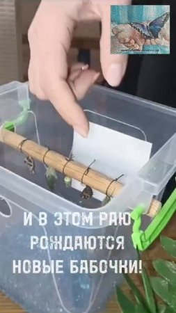 Тропический рай круглый год