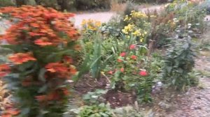 Отдохни от суеты #цветы #астры #пионы #бархатцы #красотаприроды #отдых #красивыецветы