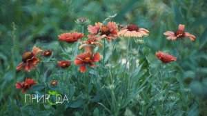 Гайлардия, Gaillardia
