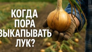 📦 Когда пора выкапывать ЛУК? 3 главных признака готовности урожая!