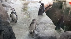 SPF, помада, тушь, ярчайшие тени - жара в Московском зоопарке