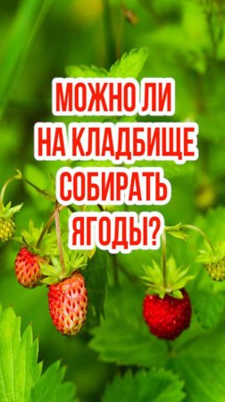 Можно ли вдоль кладбищ собирать ягоды?