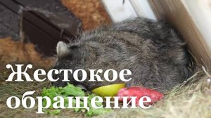 СК проверяет базу отдыха «Катрин» из-за сообщений о жёстком обращении с животными