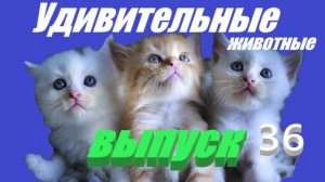 Удивительные животные выпуск 36 #сезонконтентаPUTUBE